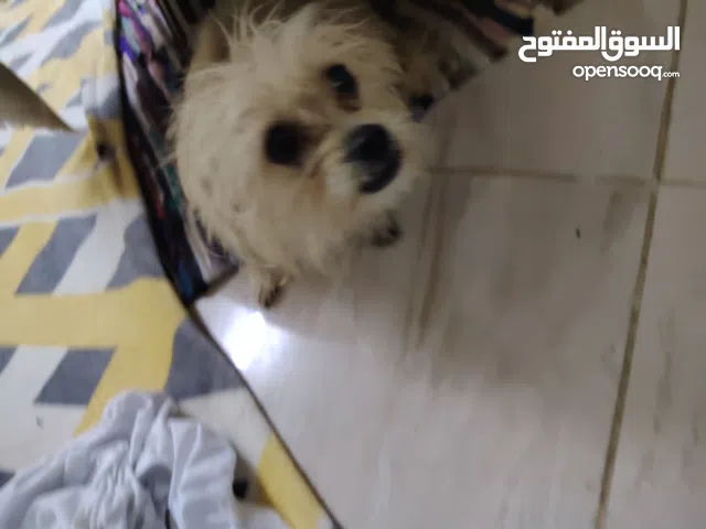 كلب مالتيز بيور سلاله نقيه بسعر منخفض