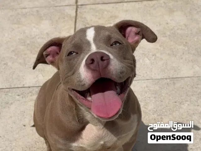امريكن بولي نثيه ماشاءالله مستوى قوي ومدربه طاعه وعمرها 5 شهور ماخذه كل تطعيماتها