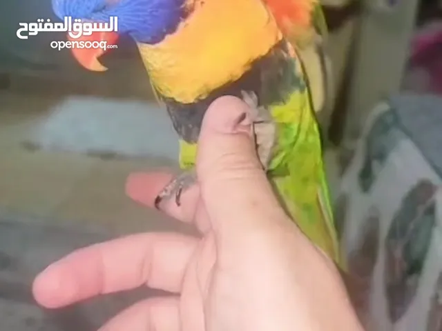 ببغاء لوري أليف