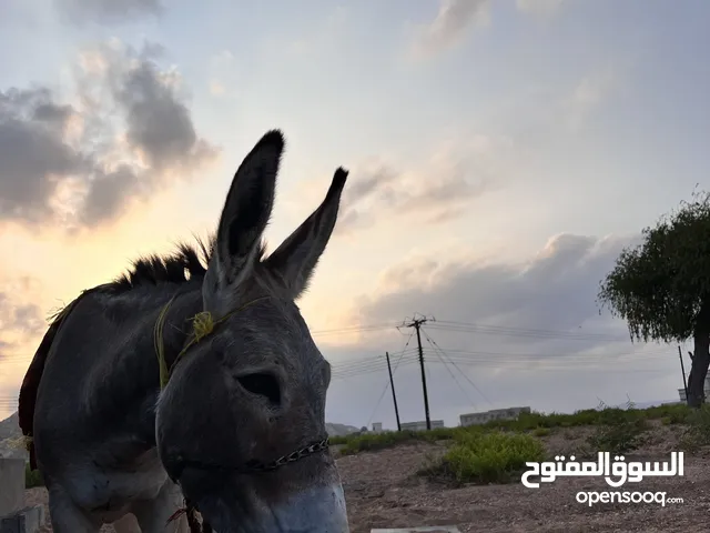 مطلوب حمار او حماره جحش او جحشه