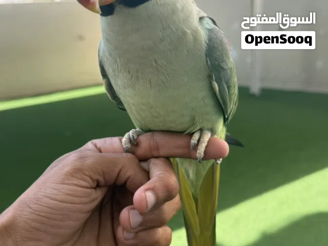 نيبالي الحجم جامبو