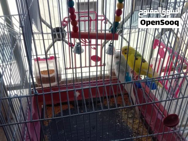 جوز عصافير حب مع قفصهم