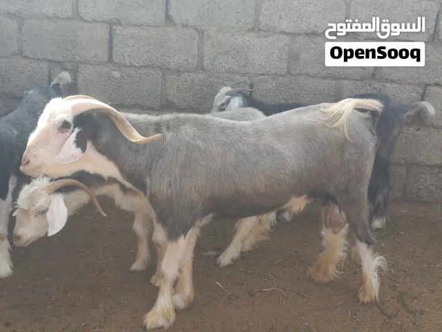 تيس رحبي منتج يصلح لتربية او الذبح