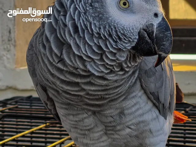 بغبغاء كاسكو للبيع المكان بنغازي حي الفاتح