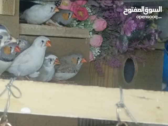 كوم جنة للبيع