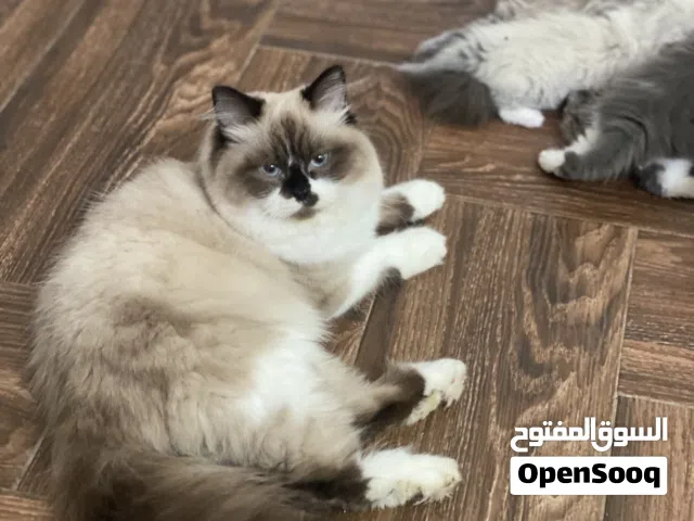 انتى راغدول ربي يبارك باصحة جيدا العمر 8 اشهر