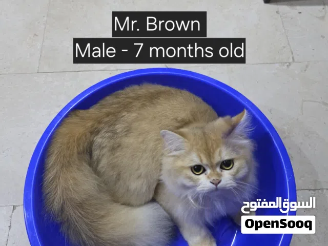 British Shorthair Kittens for Rehoming – Abu Dhabi Only
