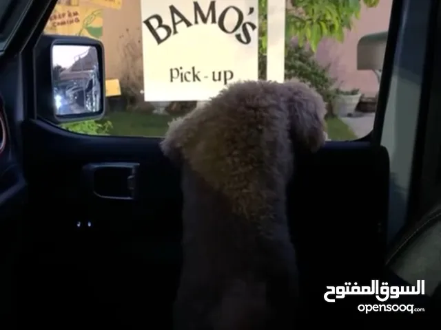 Poodle dog 8 months