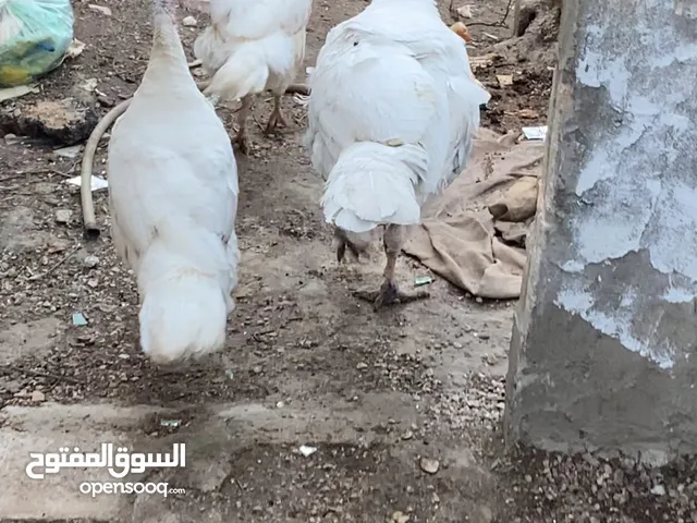 حبش فرنسي جابو