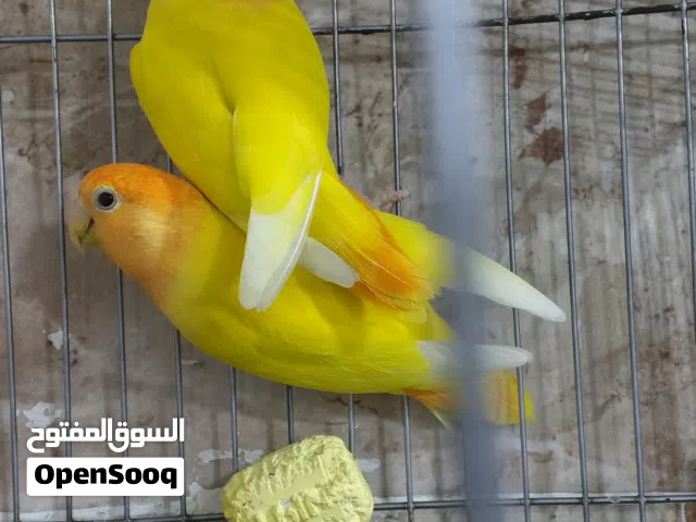 متاح بفضل الله كوبيا اورنج حجم جامبو  كوبيا مصوقر جاهزة من جديد باذن الل