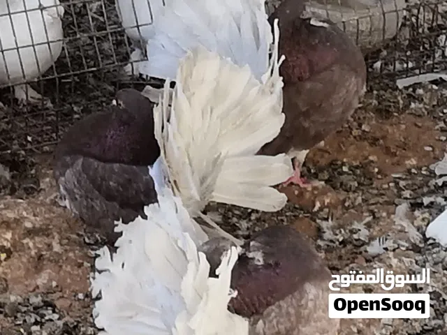 حمام تونسي الله يبارك