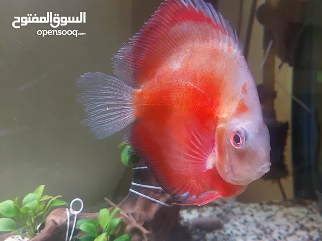 اسمك ديسكاس بسعر مغري للبيع