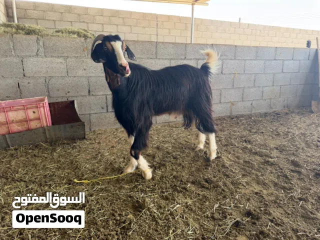 جدي للبيع. سمين م شاء الله