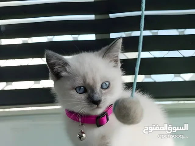 كتن هملايا بلو يونت. انثى عمر (50) يوم