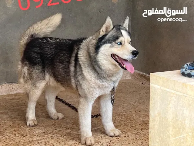 جرو هاسكي استراد تونس