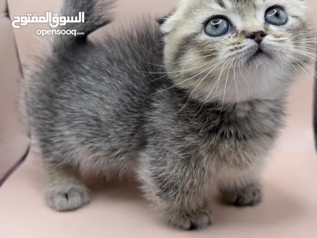 Munchkin kitten