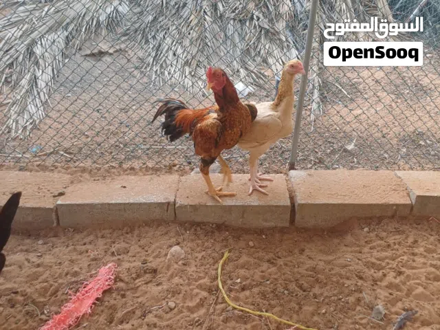 دجاج باكستاني للبيع جمله