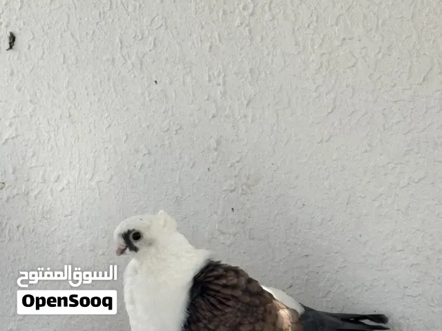 ازواج حب رمان وشيرازي
