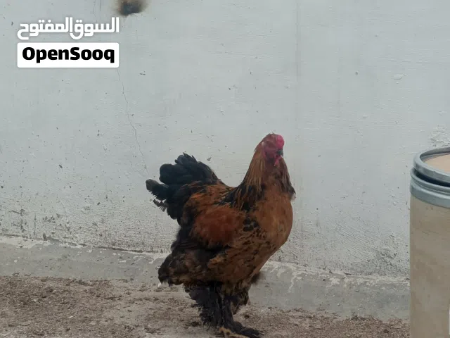 ديوك جامبو نخب بداية شغل