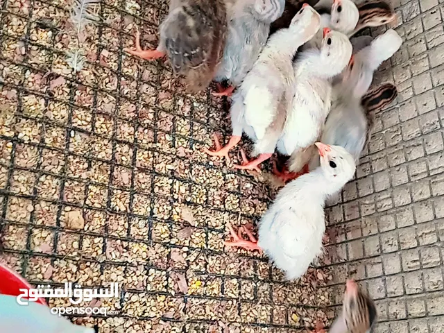 السلام عليكم ورحمة الله وبركاته كتكوت فرعون جميع الاوان العمر 15يوم احضان تحت امه مش فقاصه