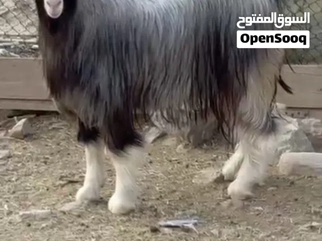 جدي عماني مربى بيت