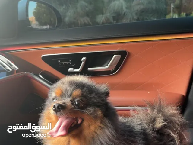 بومرينيان لعوب جداً ذكر
