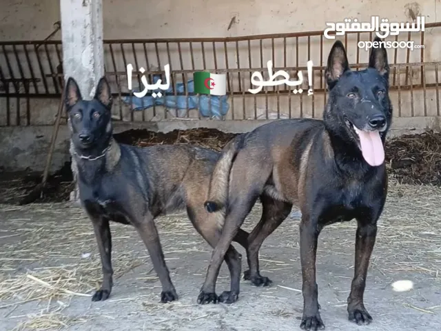 متاح ذكر مالينوا للتكسيب فقط