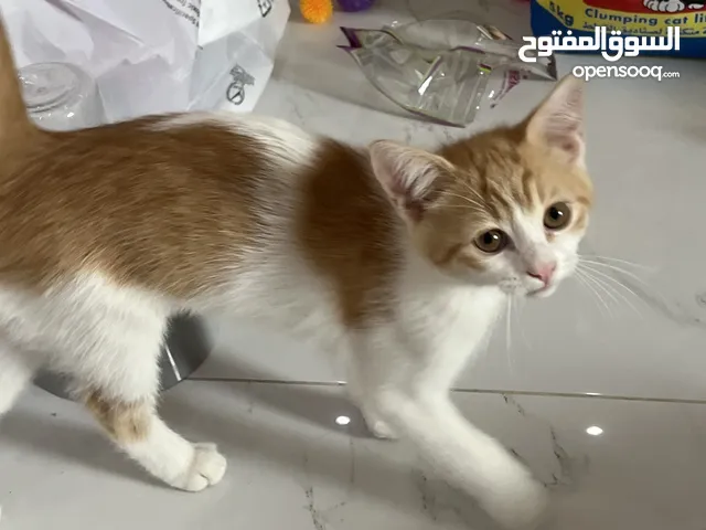 قط ذكر، العمر شهرين و نص. Cat for sale 2 and half months old.