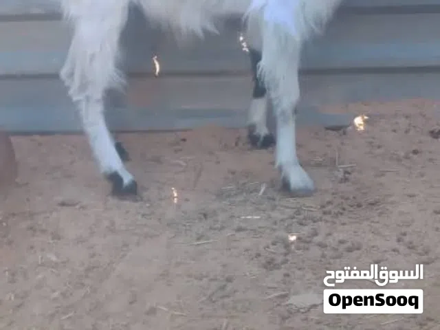 عنز ربي يبارك البيع في الفاضي سنها واضح في الصوره سعرها 750