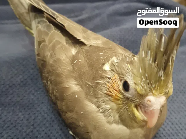 يوجد فرخ كروان عس يوجد استاند العدد 2 وقفص للطيور الصغيره يتواصل هنا او وتساب للجادين فقط