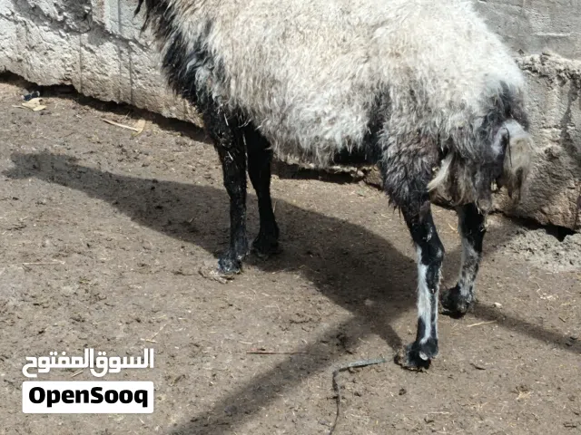 نعجه كصابه سمينه كلش وشرط صاحيه