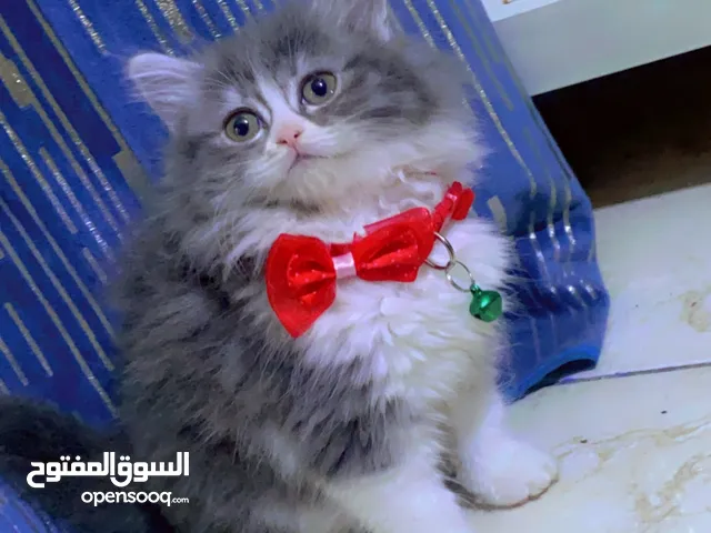 أنثى هملاي عمر شهرين