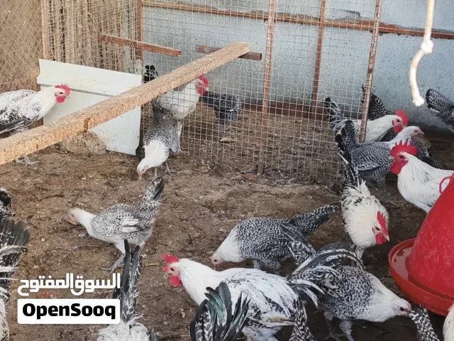 دياكه للبيع الفيومي بيور
