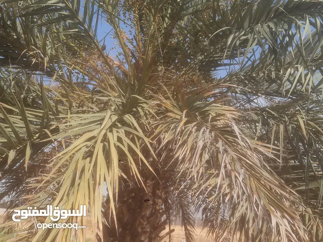 نخله حجم كبير