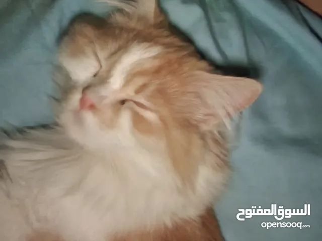 male cat for urgent free adoption قطط ذاكر للتبني العاجل