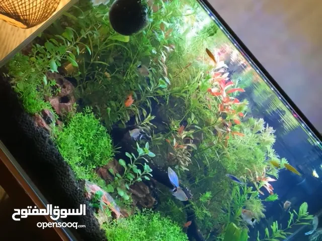 حوض اسماك زينة نباتي للبيع