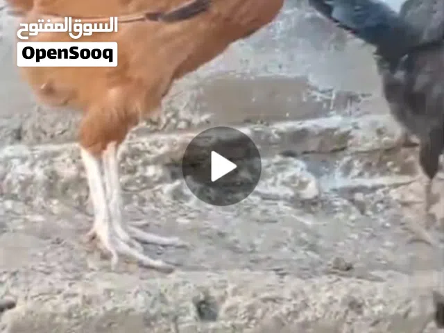 ست جاجات فتوح جديد للبيع