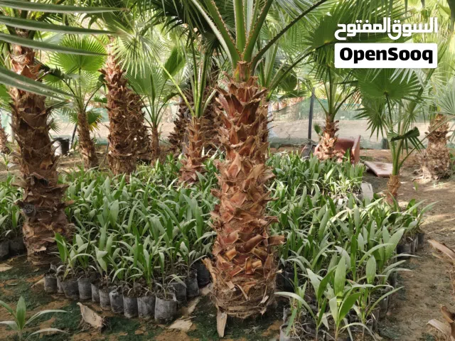 نخل واشنطونيا