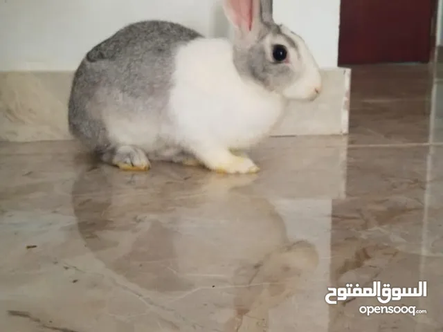 Rabbit For Free