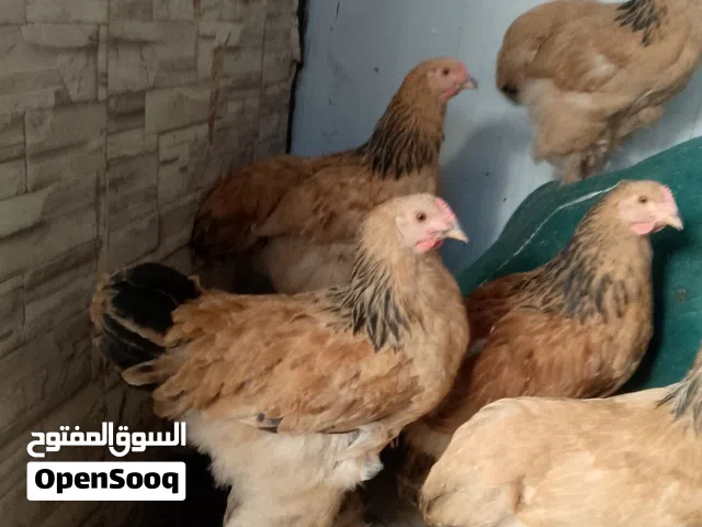 ديكين براهمه