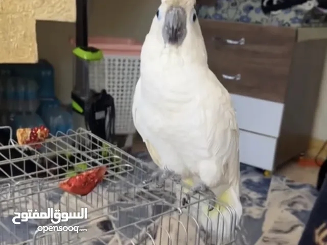 ببغاء كوكاتو سلفر كسرت سوبر جامبو