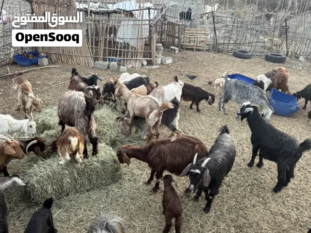 أغنام وجعد للبيع
