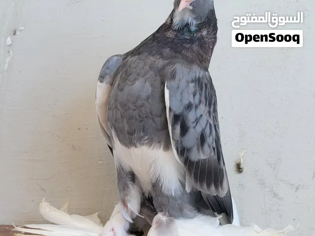 حمام هزاز شقلاب