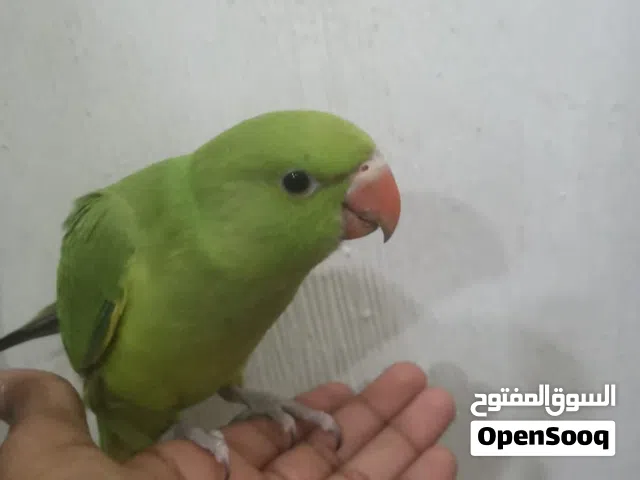 للبيع دره اليف