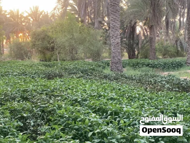 تتوفر لدينا لوبيا عمانيه للبيع