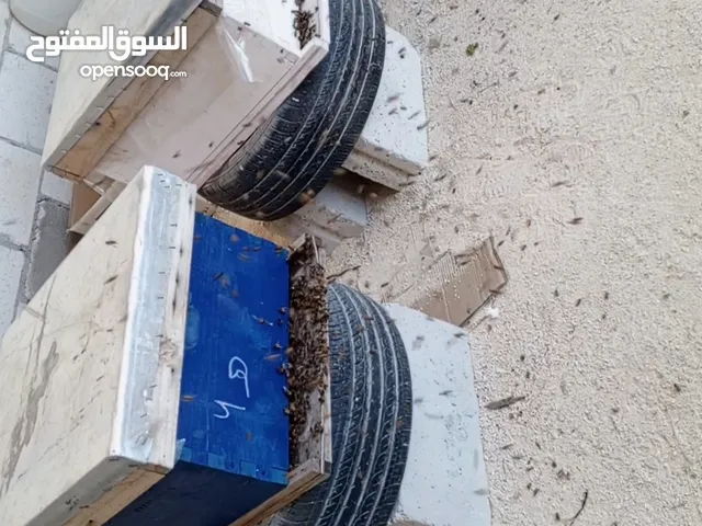 موجود خلايا نحل نوع بكفاست تلقيح السنه معالجه وضاغط الموقع اربد كفريوبا