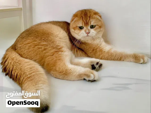 ذكر سكوتش جولد ny 12