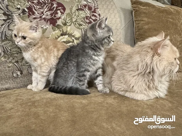 عائله مكونه من 4 قطط للبيع