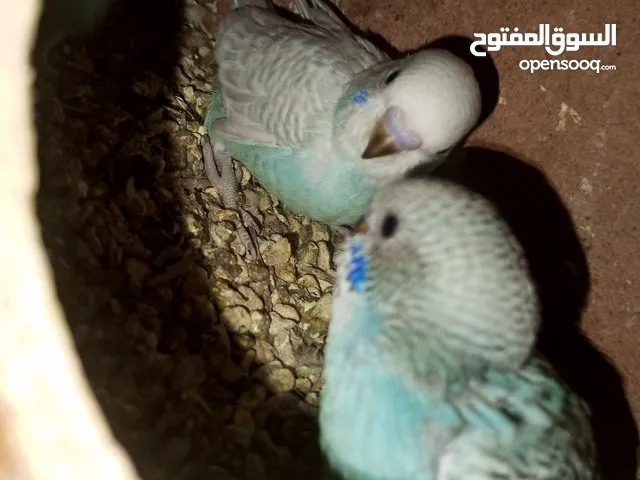 كوم للبيع سبب للعتزال