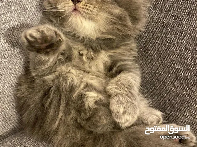 ماشاء الله  متوفر انثى شيرازي بيور